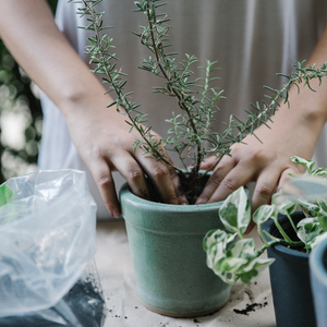 gardening tips