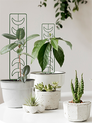 indoor plant trellis