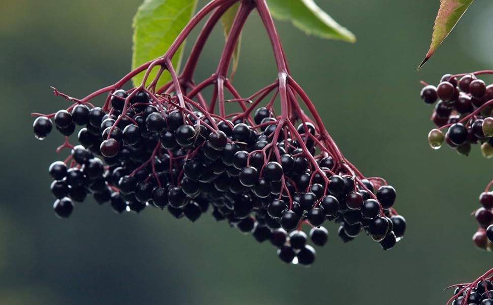 elderberry seeds are tasty, healthy, and can help with many ailments