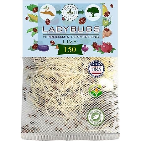 Clark&Co Organic 150x1 Live Ladybugs - Good Bugs for Garden - Pre-Fed Hippodamia Convergens - Guaranteed Live Delivery!…