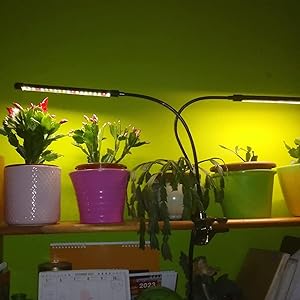 grow lights for indoor plants