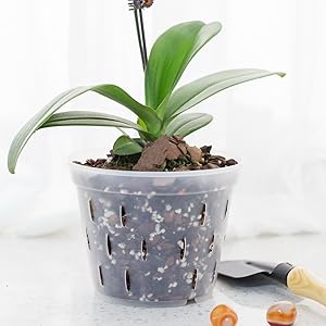 orchid pots