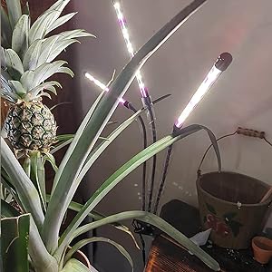 Grow light for indoor plant A+