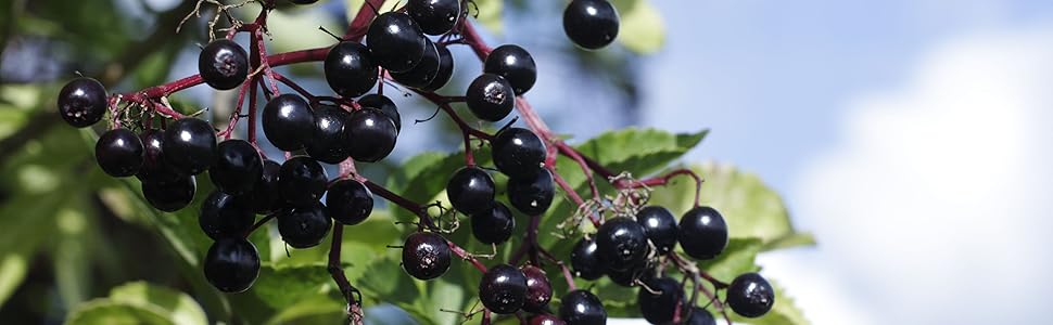 elderberry seeds for planting in the garden superfood quality heirloom seeds